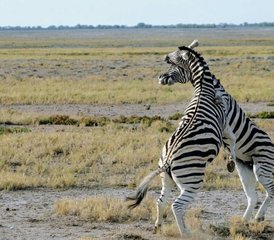 6 Tage Dünen- und Wildtiersafari: Etosha, Skelettküste und Sossusvlei in Namibia - Photo 3