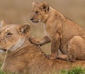 3 Day Great Migration Budget Camping Safari in Maasai Mara National Reserve, Kenya  - Photo 3