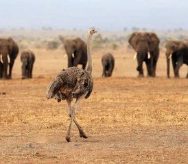5 Day Best of Maasai Mara, Lake Nakuru, and Lake Naivasha National Parks Safari in Kenya - Photo 4