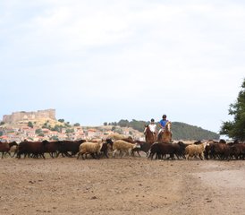 8 Day Authentic Greek Island Advanced Horse Riding Holiday in Molyvos, Lesbos, Greece - Photo 4