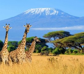 916 Tage Wildtierabenteuer und tropischer Strandurlaub: Tansania-Safari und Sansibar-Erlebnis - Photo 1