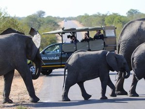 5 Days Budget Safari in Kruger National Park, South Africa