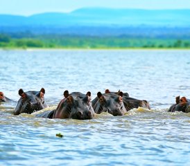 2-Daagse Wandel- en Fietsvakantie in Naivasha, Kenia - Photo 5