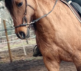 6 Day Horse Riding Training next to Vichy, France - Photo 2