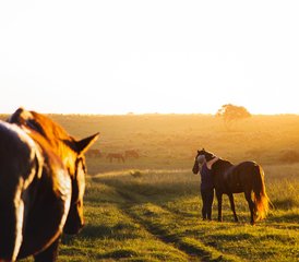 315 jours en stage d’équitation : Échappez à l’ordinaire, reconnectez-vous avec les chevaux sur la Wild Coast, Afrique du Sud - Photo 1