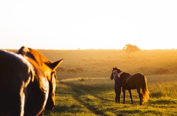 15 Tage Reiturlaub: Entfliehen Sie dem Gewöhnlichen, Verbinden Sie Sich Wieder mit Pferden an der Wild Coast, Südafrika