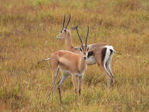 4 Day Mid Range Nakuru and Masai Mara Safari in Kenya