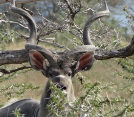 3 jours en stage dans le parc national de Nyerere (ancienne réserve de Selous) en hébergement privé de gamme moyenne en Tanzanie - Photo 4