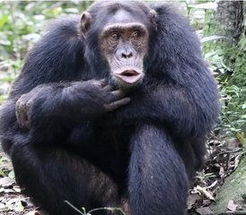 1114 días de fascinante safari por la Perla de África en los parques de Uganda con caminatas y cruceros en barco - Photo 1
