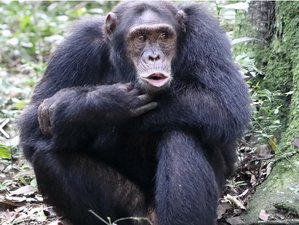 14 Day Fascinating Pearl of Africa Great Safari in Uganda Parks with Walking and Boat Cruising