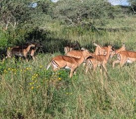 3 Tage Private Safari in Tansania: Erkunden Sie Tarangire, den Manyara-See und den Ngorongoro-Krater - Photo 5