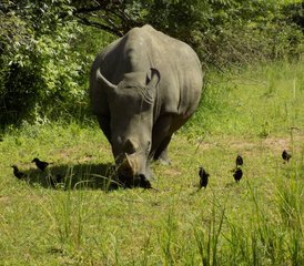 89 Tage Nashörner, Gorillas, Wildtiere und Schimpansen Safari in Uganda, Uganda - Photo 1