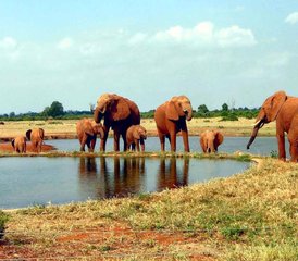 98 días de safari de fauna salvaje en Kenia y playa - Photo 1