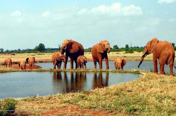 8 Tage Kenia Safari Von Der Tierwelt Zum Strand
