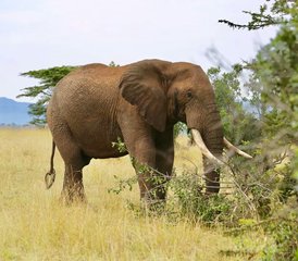 3 jours safari camping privé tout compris sur le circuit nord de la Tanzanie, Tanzanie - Photo 3