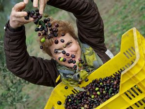 8 Day Wine, Cooking Vacation, and the Olive Oil Harvest in Soriano, Province of Viterbo
