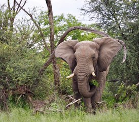 66 Tage Mobile Safari mit Voller Versorgung - Photo 1