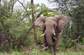6 Tage Mobile Safari mit Voller Versorgung