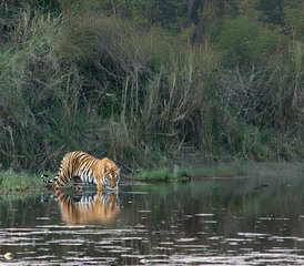 7 jours en stage de découverte de la faune sauvage au parc national de Bardia, Népal - Photo 4