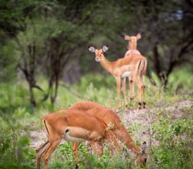 11 jours safari photographique : capture de la migration des gnous en Tanzanie à Ndutu et plus encore, Tanzanie - Photo 5