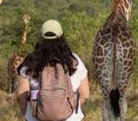8-Daagse Oegandese Safari Kibale Queen Elizabeth Bwindi Impenetrable en Lake Mburo Nationale Parken - Photo 2