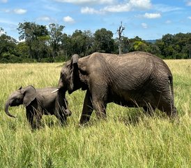 3 jours safari mémorable au Kenya dans le parc national d’Amboseli - Photo 2