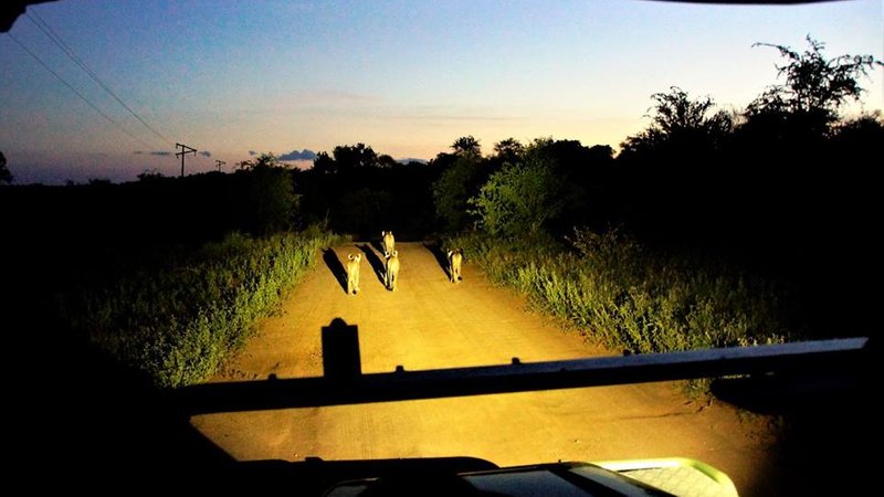 3 Day Awesome Safari in Balule Nature Reserve and Kruger National Park