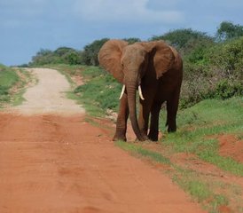 3-Daagse Olifanten- & Kilimanjaro-Avontuursafari in Kenia - Photo 5