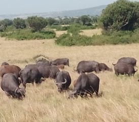 10 jours Évasion au cœur des terres sauvages de l’Ouganda et du Rwanda, Ouganda et Rwanda - Photo 5