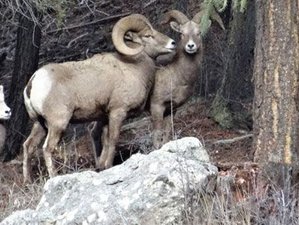 5 Day Bighorn Sheep Tracking and Conservation Pack Trip in the South Chilcotin Mountains