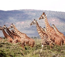 10-Daagse Spectaculaire Safari in De Beste Nationale Parken van Tanzania - Photo 2