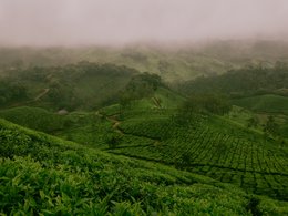 Munnar Retreats & Trips