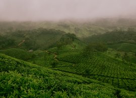 Munnar Retreats & Trips