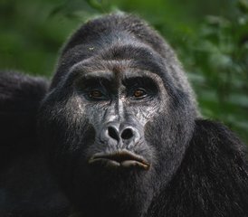 3 días de safari de rastreo de gorilas en Ruanda en el Parque Nacional de los Volcanes - Photo 3