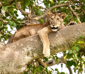 8 Tage Safari-Erlebnis mit Gorillas, Schimpansen und den Big Five in Uganda - Photo 4