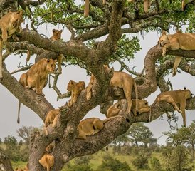 7 Tage Kenia Budget Safari in Masai Mara, Lake Nakuru, Hell's Gate und Amboseli, Kenia - Photo 2