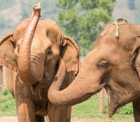 7 Tage Lodge Safari am Manyara-See, Serengeti, Ngorongoro Krater und Tarangire Nationalpark - Photo 2