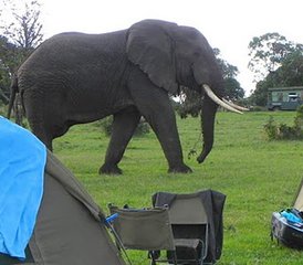 4 días de safari en Tanzania en el lago Manyara, el cráter del Ngorongoro y Tarangire - Photo 3