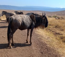 8 días de safari de fauna salvaje de gama media en Tanzania - Photo 5