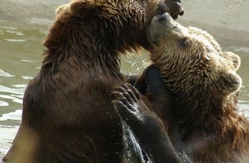 5-Daagse Paardrijtour naar het Dancing Bears Sanctuary, Quad Bikes en Fun Park in Bulgarije