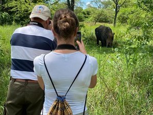 7 Day Amazing Big Five, Chimp and Gorilla Trekking Safari in Uganda