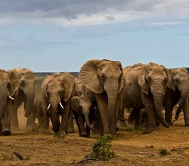 611 Tage All-Inclusive Beste Safari Tour Evolution in Tansanias Parks in Tansania - Photo 1