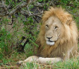 116 jours en stage de safari en Tanzanie au parc national de Tarangire, au parc national du Serengeti et au cratère du Ngorongoro - Photo 1