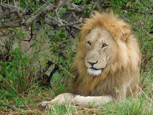 6 Day Tanzania Safari at Tarangire National Park, Serengeti National Park, and Ngorongoro Crater