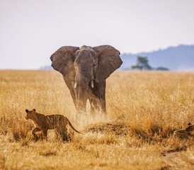 116 Days Tarangire, Serengeti, Ngorongoro Crater and Lake Manyara Safari in Tanzania - Photo 1