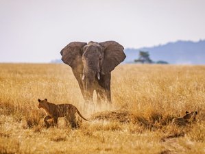 6 Days Tarangire, Serengeti, Ngorongoro Crater and Lake Manyara Safari in Tanzania