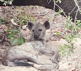 2 Tage Mikumi Nationalpark Safari mit malerischer Zugfahrt in Mikumi National Park, Tansania - Photo 5