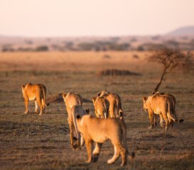 5 Tage Entdecker-Safari in der Masai Mara, Lake Nakuru und Lake Naivasha, Kenia - Photo 2