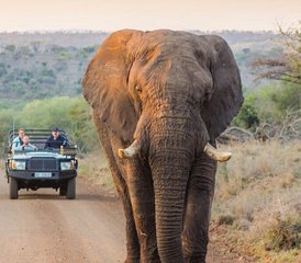 5 Tage Safari im Kruger-Nationalpark ab dem Kruger Mpumalanga Flughafen, Südafrika - Photo 3
