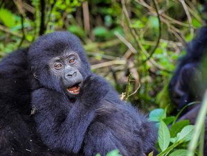 7 Day Meeting the Great Apes Gorilla Trekking and Wildlife Experience in Uganda